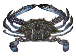 crabs