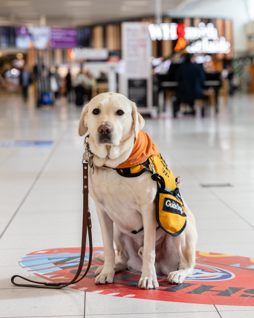 Image of a white dog with an orange bandana on