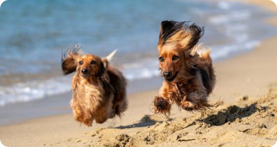 Dogs on beach