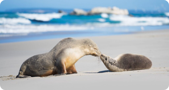 Seal Bay