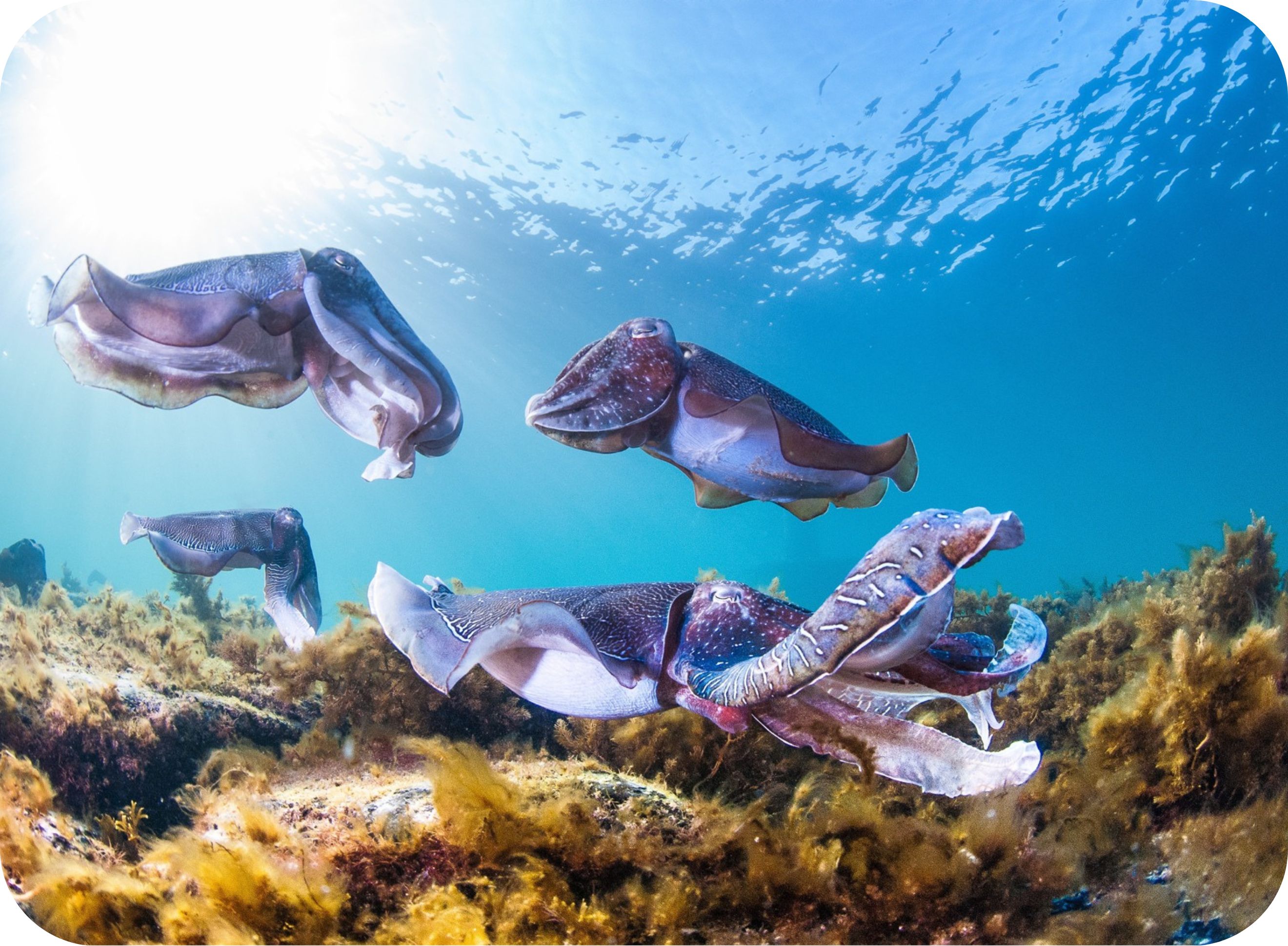 Cuttlefish