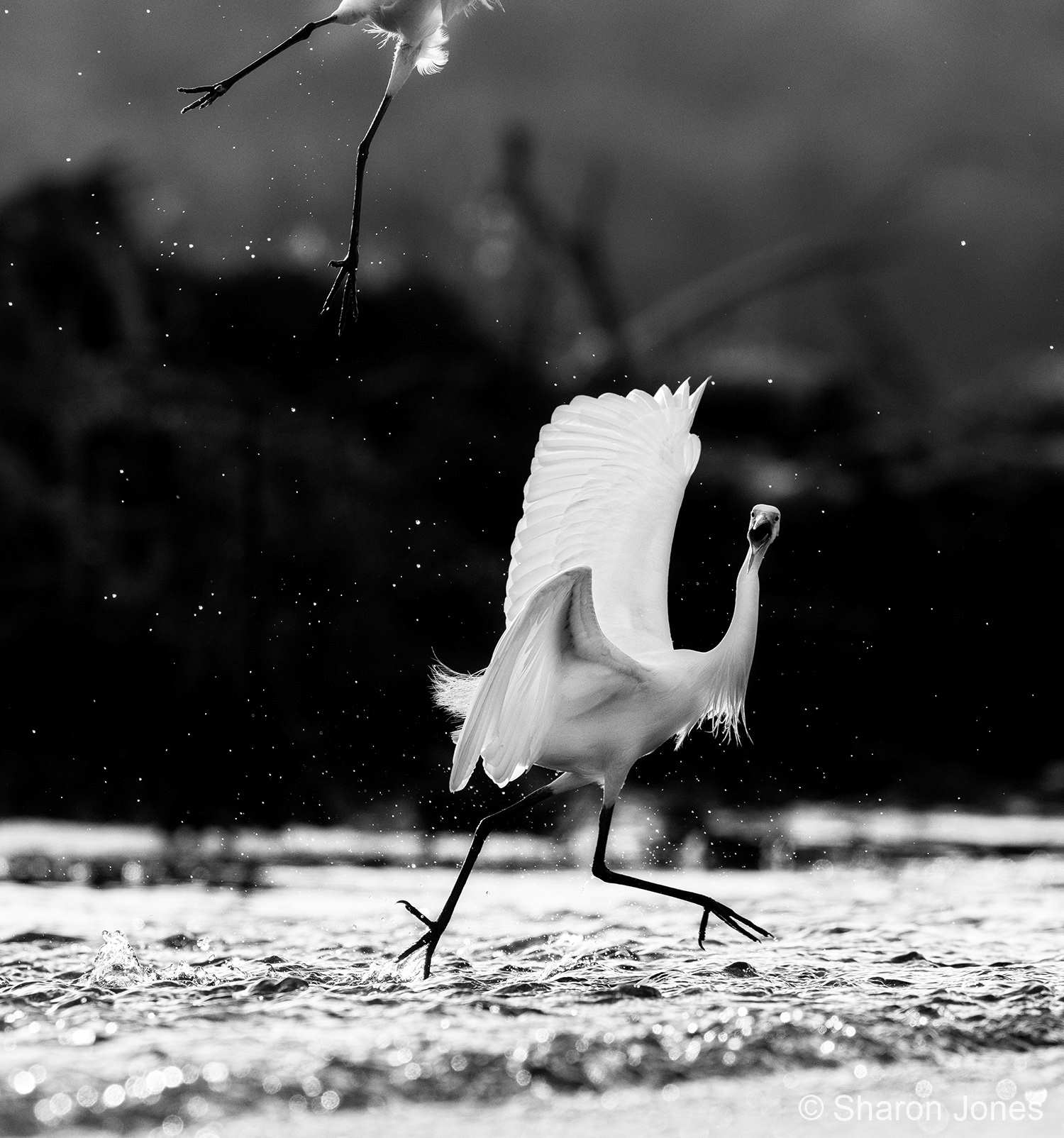 Black and white image of a bird flapping its wings as another flies above it.