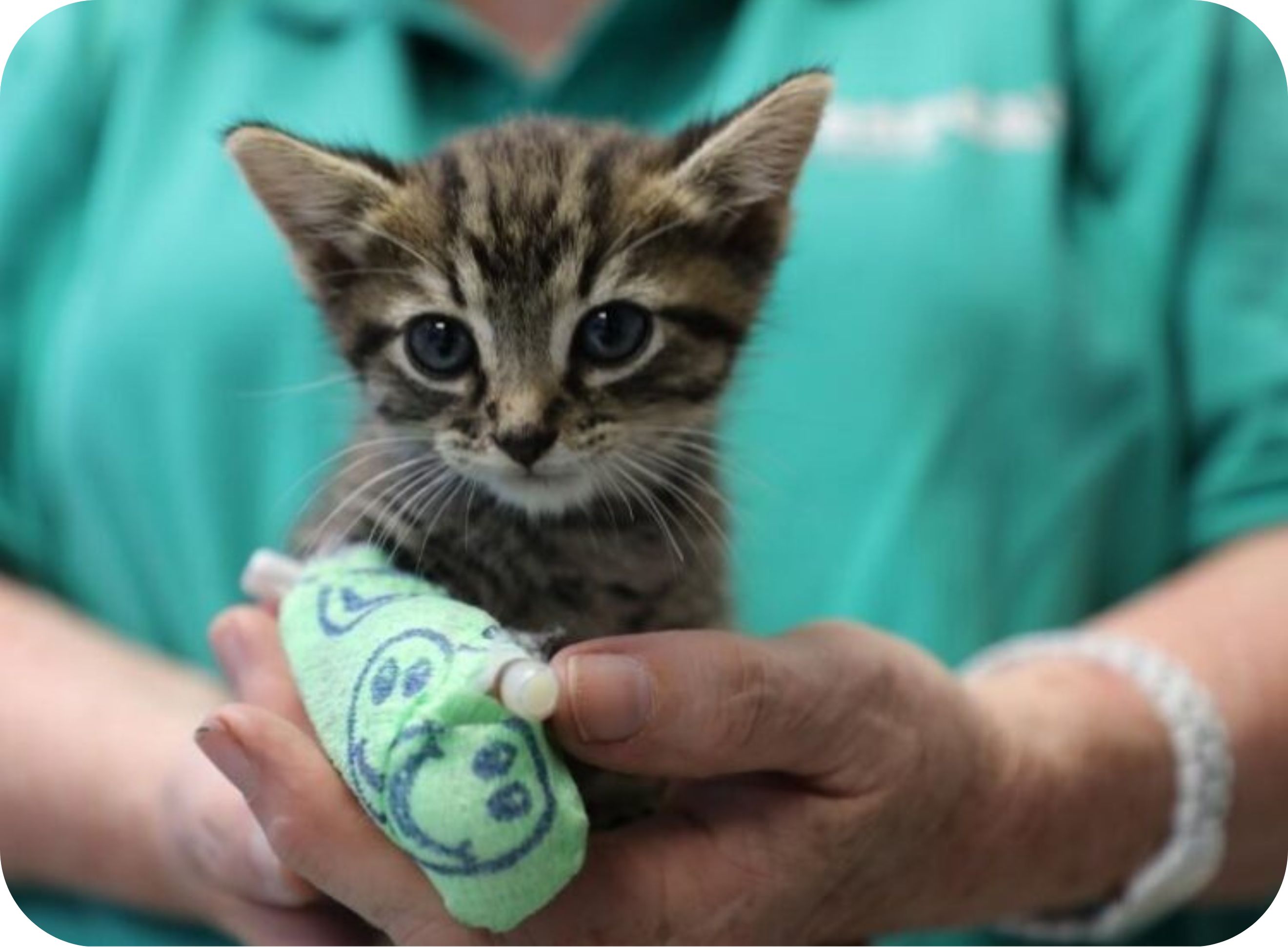 Kitten