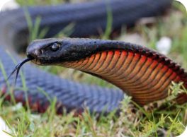 redbelly
