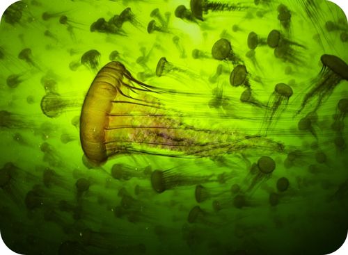jellies