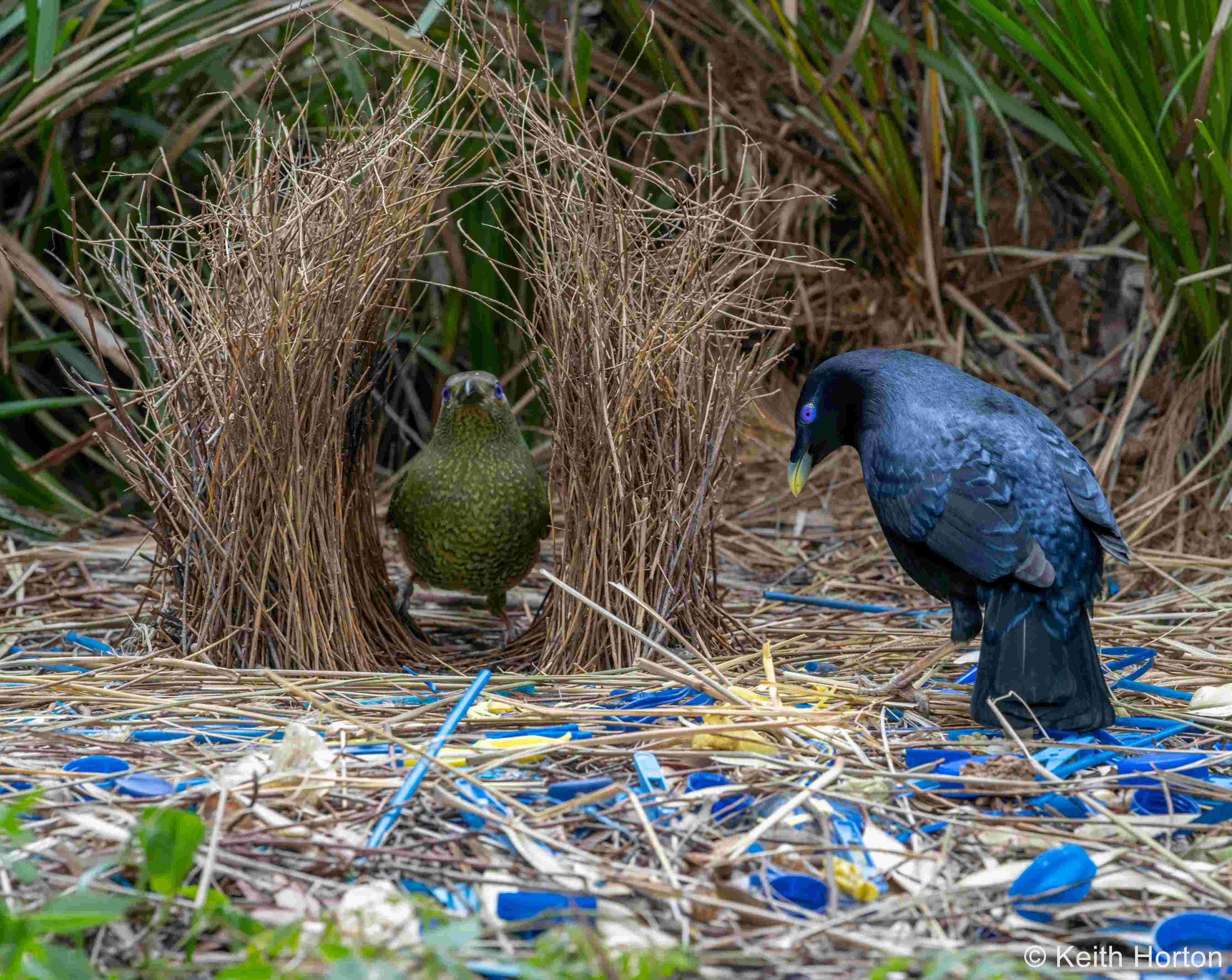 Image of birds making their nests, they have used man-materials including blue straws and other plastic for their nests.