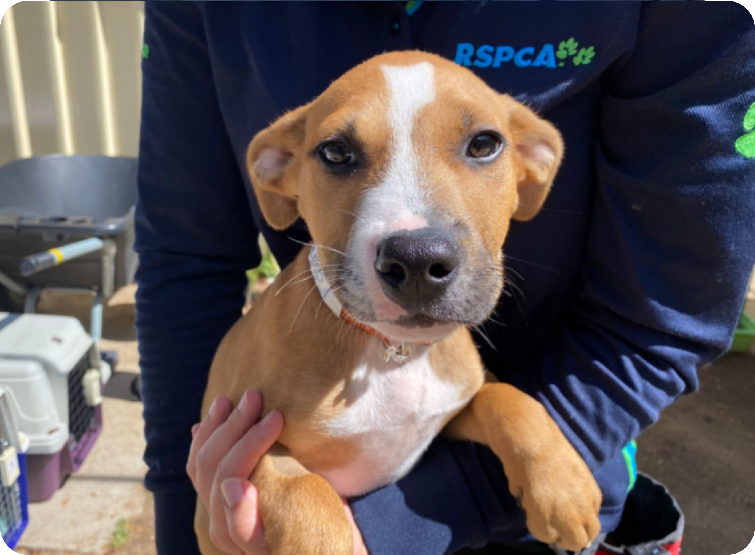 RSPCA