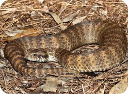 deathadder