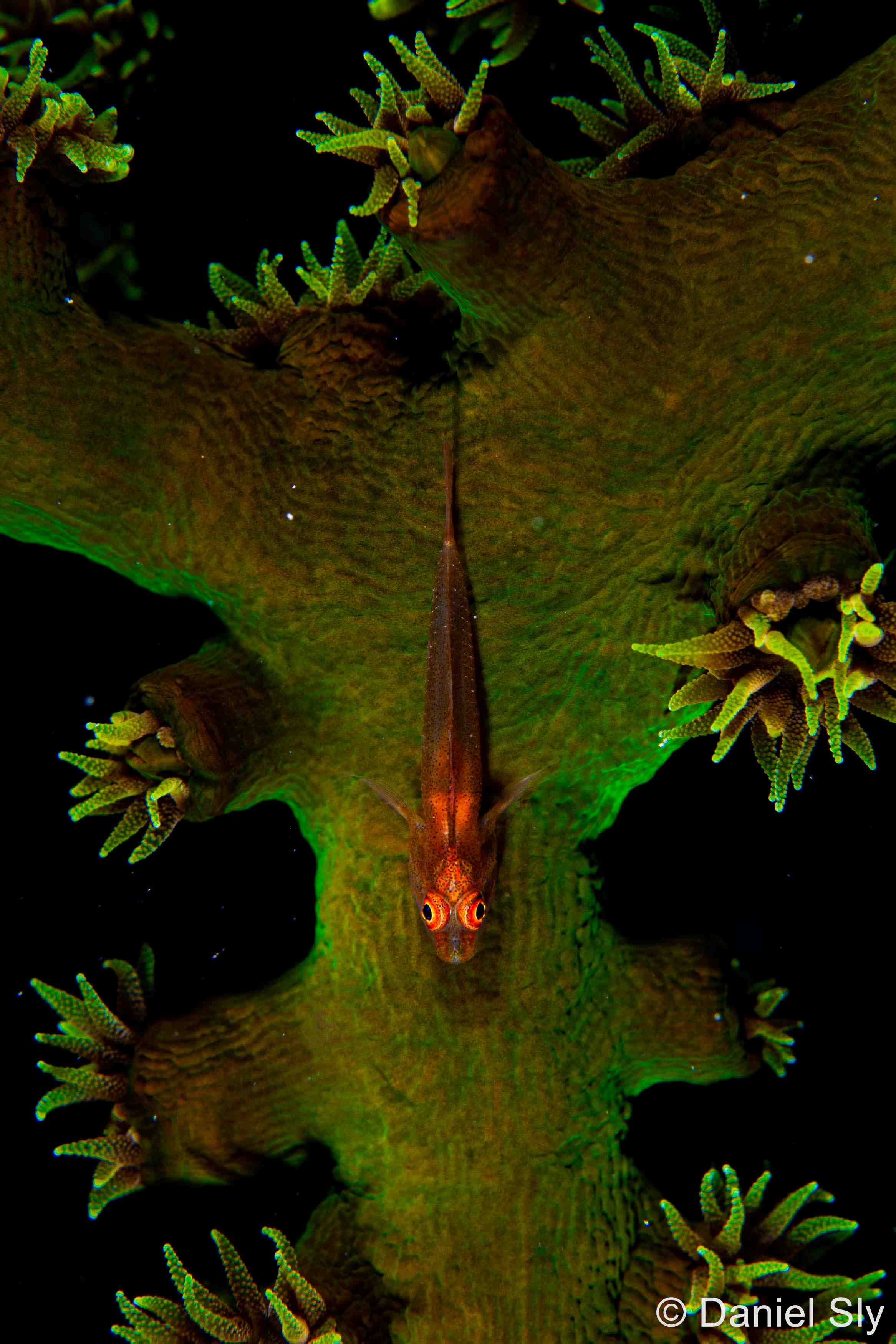 Image of a fish swimming around a green plant.
