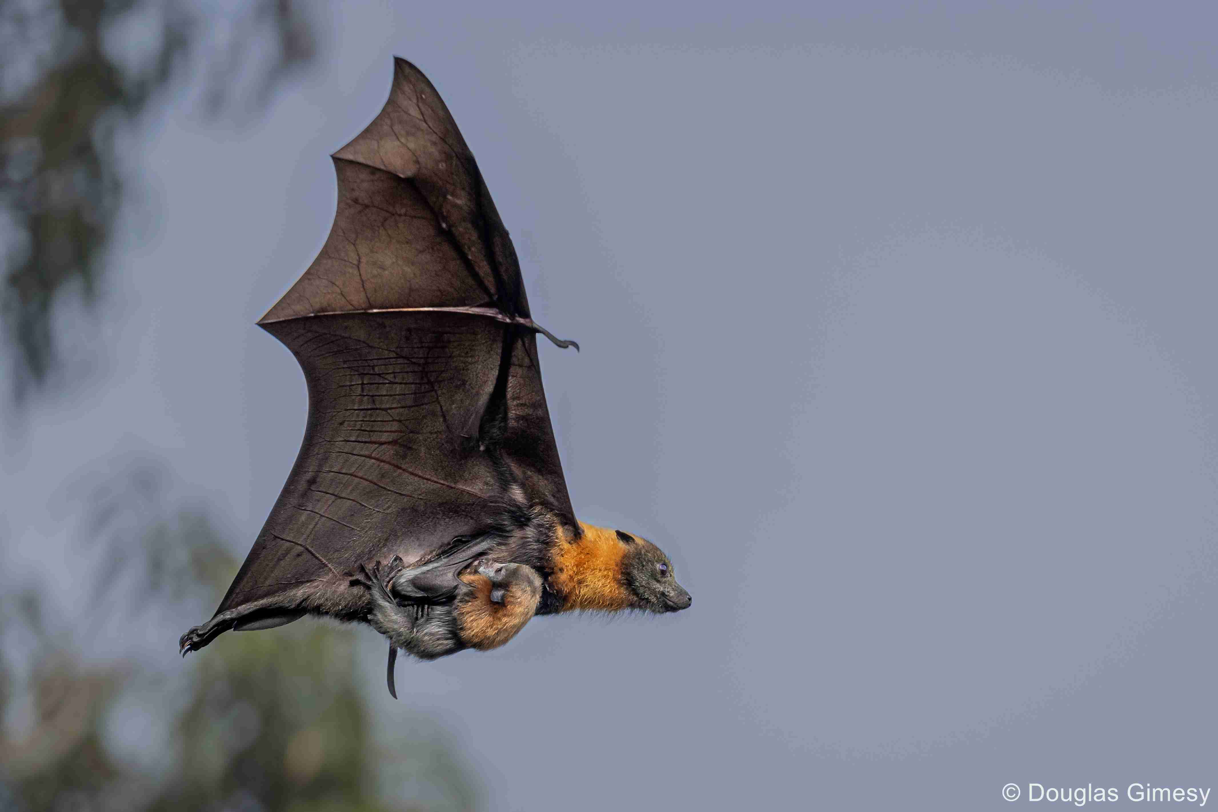 Image of a flying fox in flight. It has a baby on board.