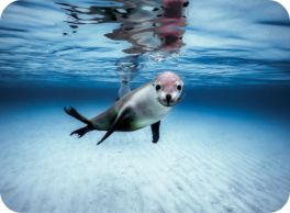 sealion