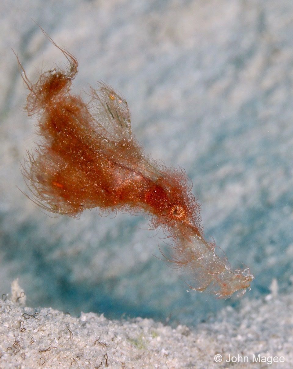 Image of a seahorse under the water
