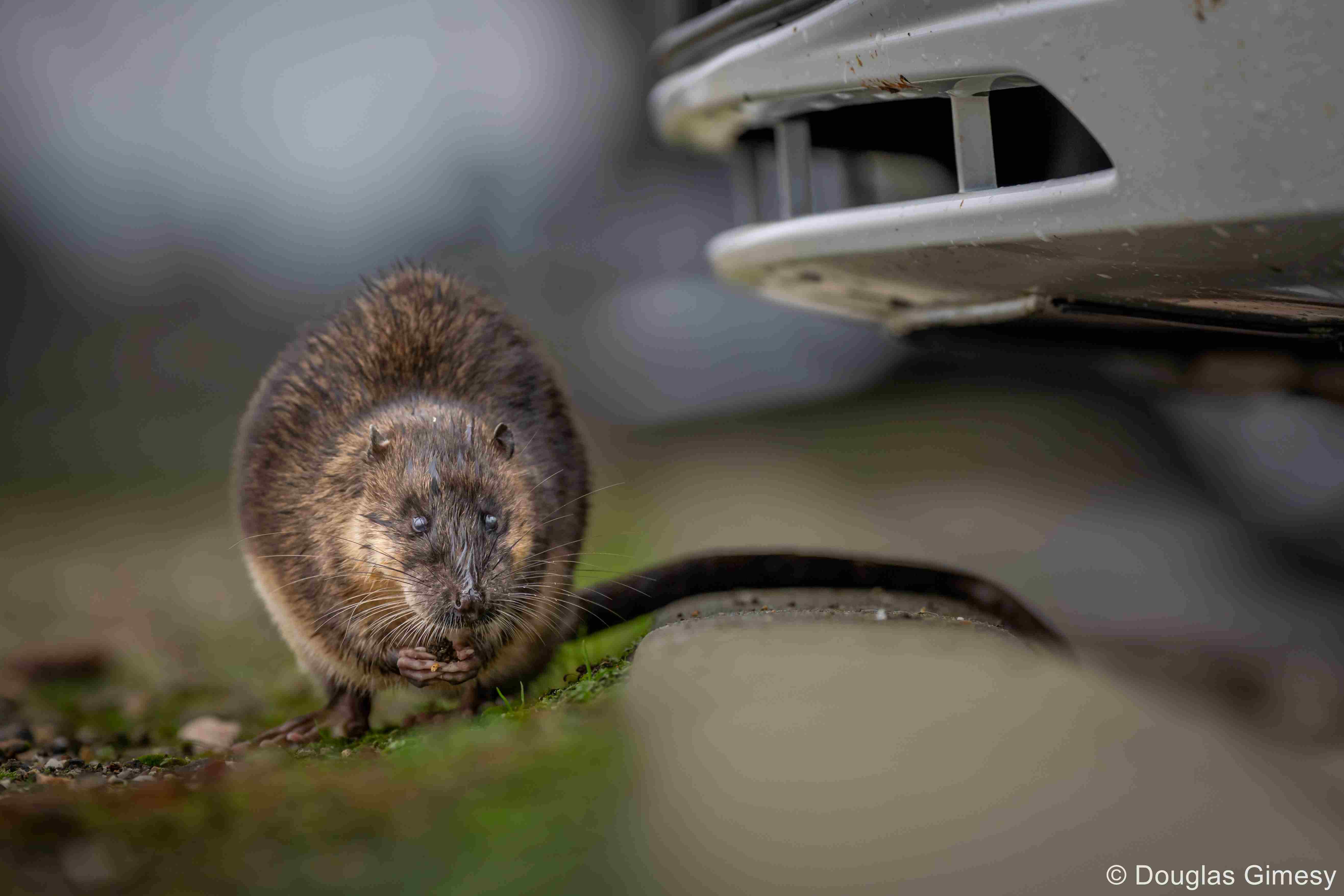 Image of a water rat eating a snack under a car.