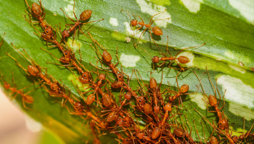 Image of the red imported fire ants