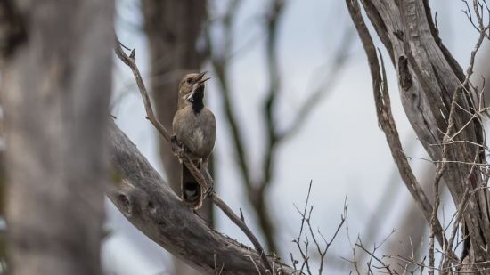 Image of an endangered white-bellied whipbird 
