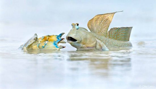 This image, entitled Neighbour’s Dispute by Ofer Levy, which was taken in Broome in Western Australia, is shortlisted in the Animals in nature category.