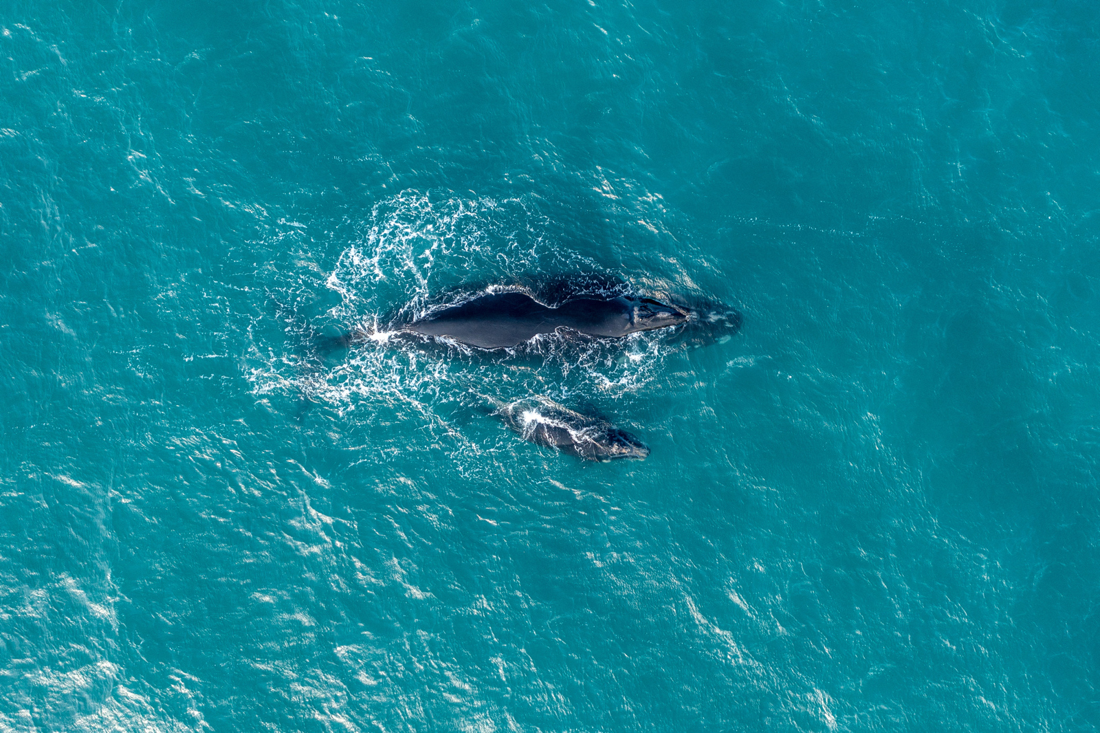 Best spots to whale watch in SA | WE ARE.SA