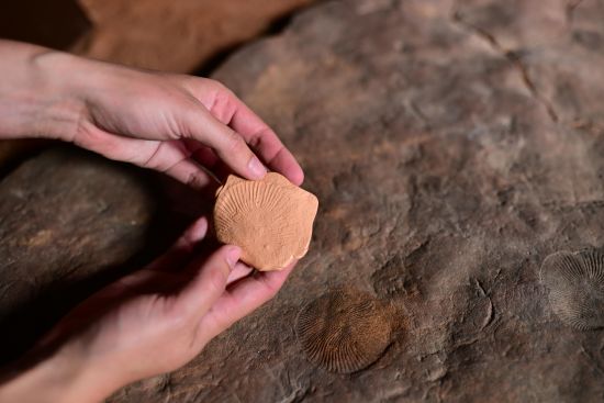 Human hands holding a rock that resembles a sea creature fossil, with large rocks in the background 