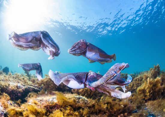 Image of Giant Australian Cuttlefish