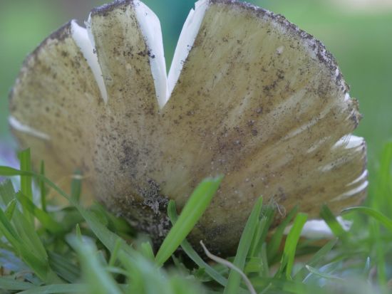 Close up image of wild mushroom nestled in grass