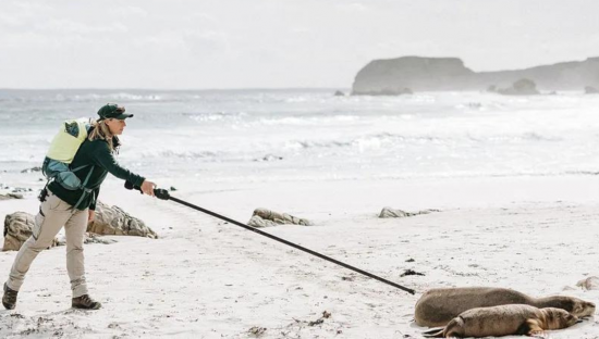 Mel Stonnill uses a long pole to reach a sea lion on their beach to scan its microchip