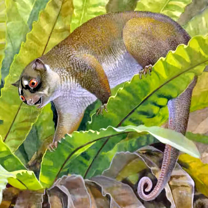 Api Chunia Bizarre ancient possum gets Neville's name | WE ARE.SA