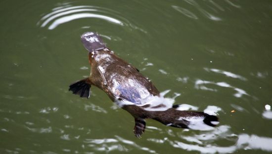 Image of a platypus swimming through water. 