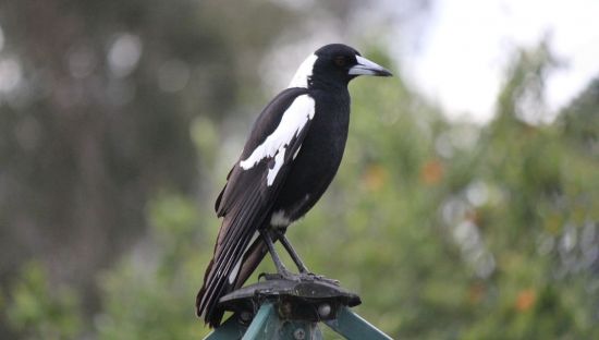 Image of magpie, a black and white bird, sitting on a ledge.