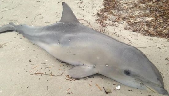 Image of a dolphin stranded on a beach in South Australia.