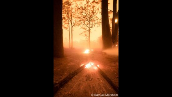Image called 'My Country Burns' taken by photographer Samuel Markham. It is a a photograph in reddish tones, showing trees on fire during a bushfire.