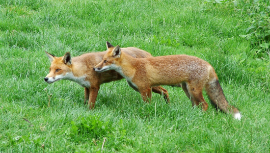 Two European red foxes on green grass venturing out