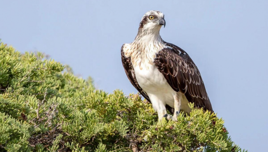An endangered bird 