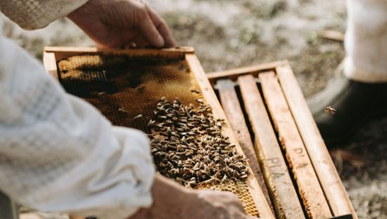 Image of a beekeeper
