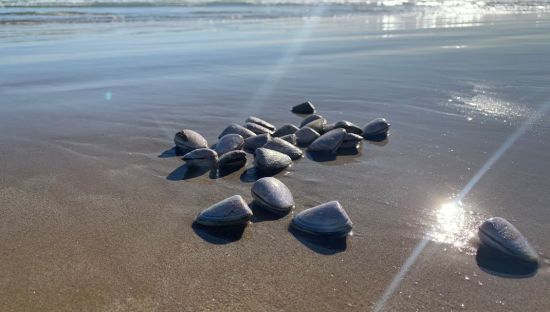 Pipis, or Goolwa cockles