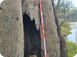 Image of a canoe tree at Bowhill