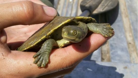 Image of freshwater turtles 