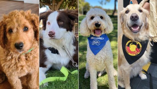 Image of dogs in SA