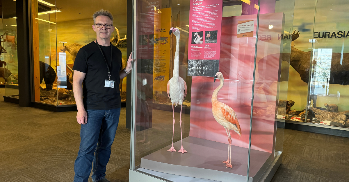 Image of Jo Bain and the Flamingos Greater and Chile