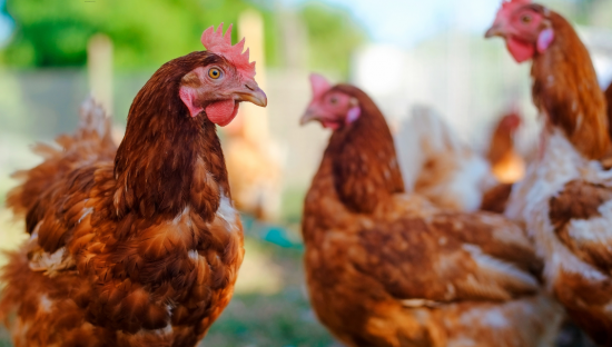 Image of backyard chickens