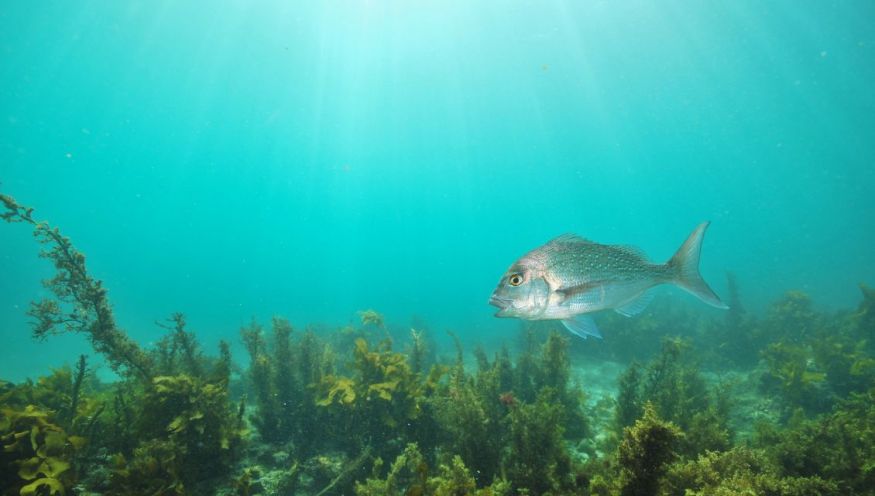 Image of a Snapper fish swimming.