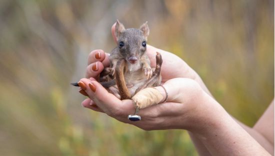 Image of a young brush-tailed bettong