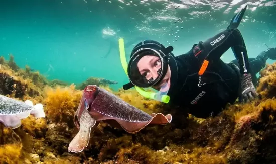 Dive with the cuttlefish.