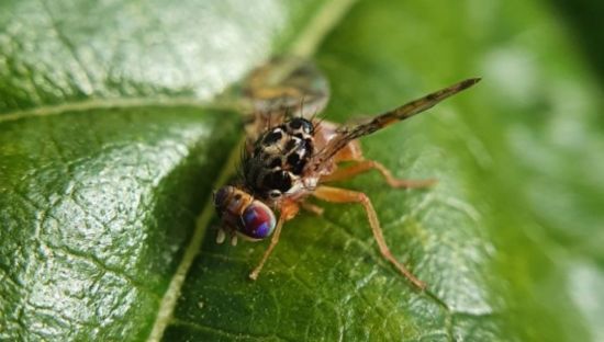 Fruit fly