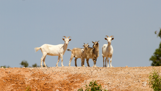Image of feral goats in the Adelaide Hills.