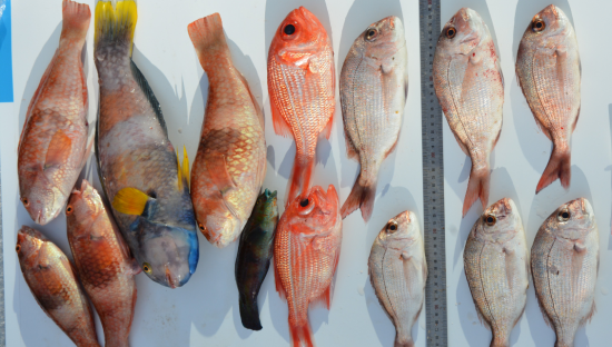 Seized fish.