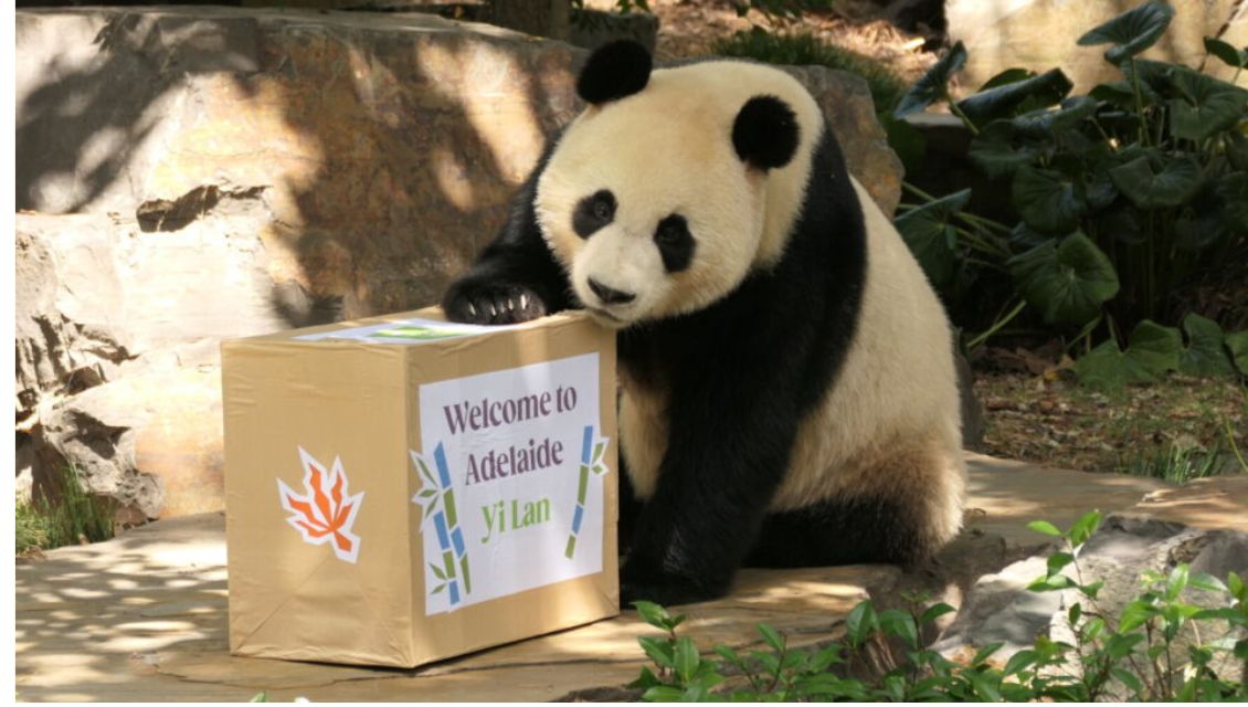 Giant debut: Adelaide Zoo's new pandas now on show | WE ARE.SA
