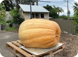 Image of Australia's Biggest Vegetable