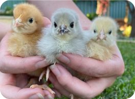 Image of the chickens