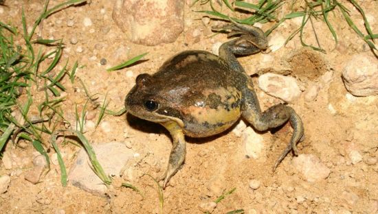 Image of frog