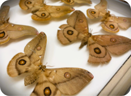 Emperor Gum Moths in the South Australian Museum's collection. Emperor gum moth
